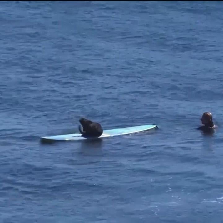 Otter disbelief: California surfers adjusting to new seaside neighbors